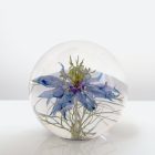 A Little Bird - Love in a Mist Paperweight