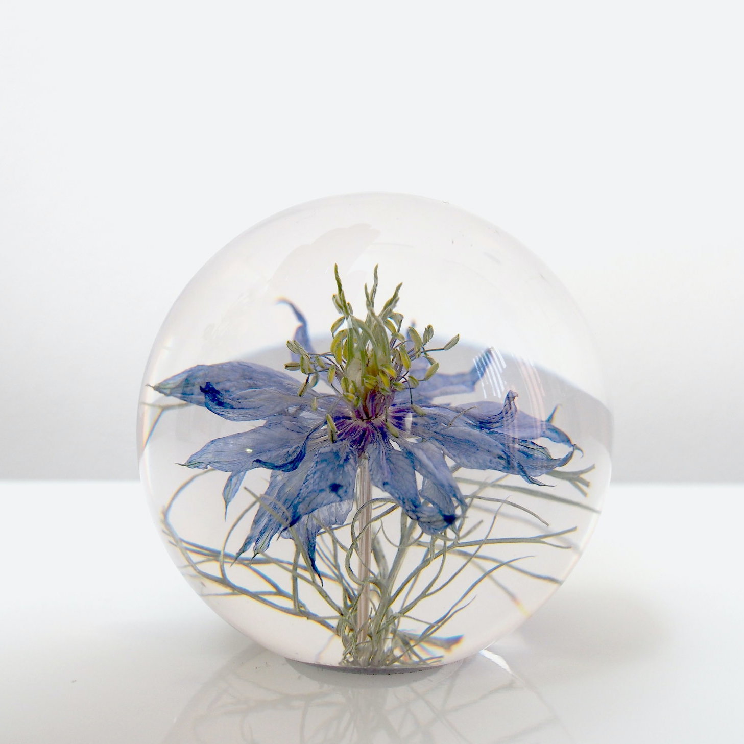 A Little Bird - Love in a Mist Paperweight