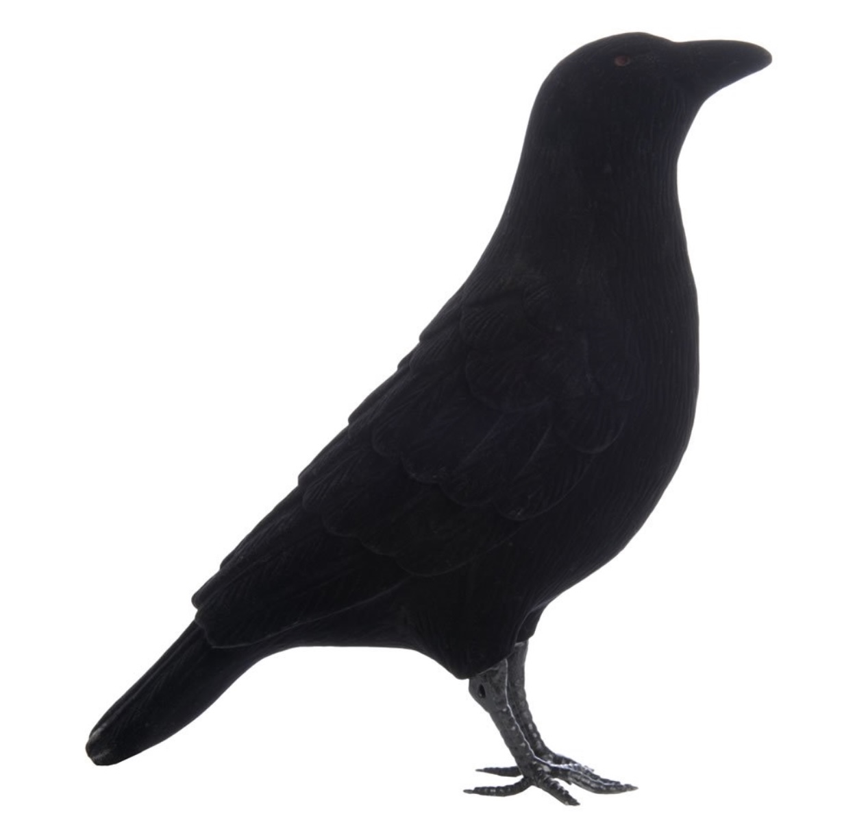 A Little Bird Wilko Raven
